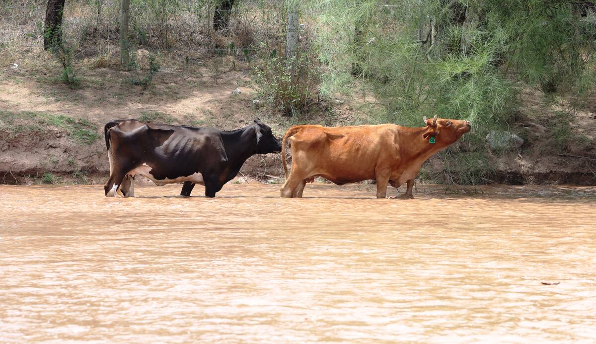 Vacas se alimentan de plantas mientras cruzan el Río Sonora. | Julián Ortega