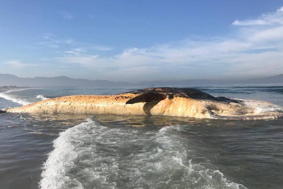 Ballena varada en playa de Ensenada