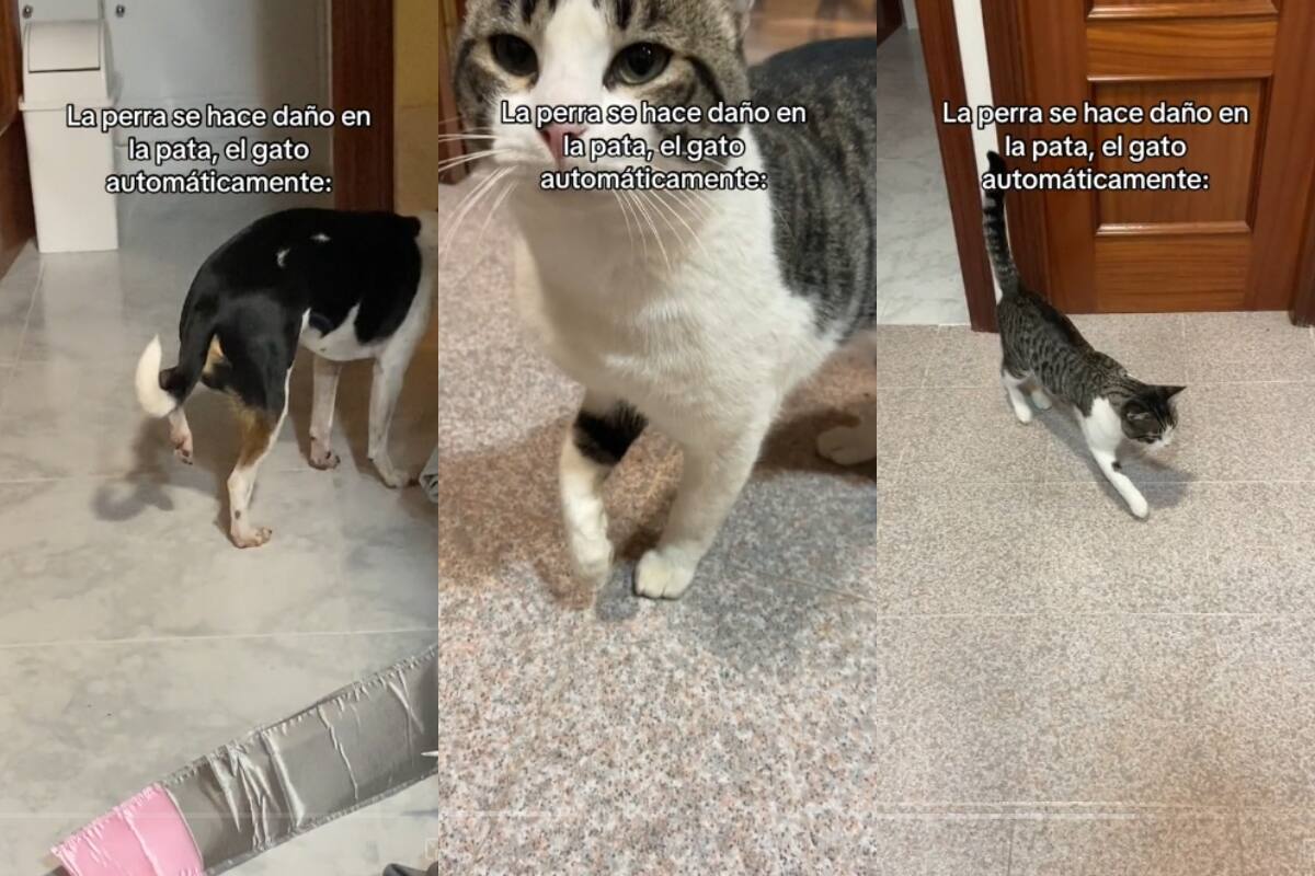 ¡Gatito imita la manera de caminar de una perra que se lastimó una pata! (VIRAL)