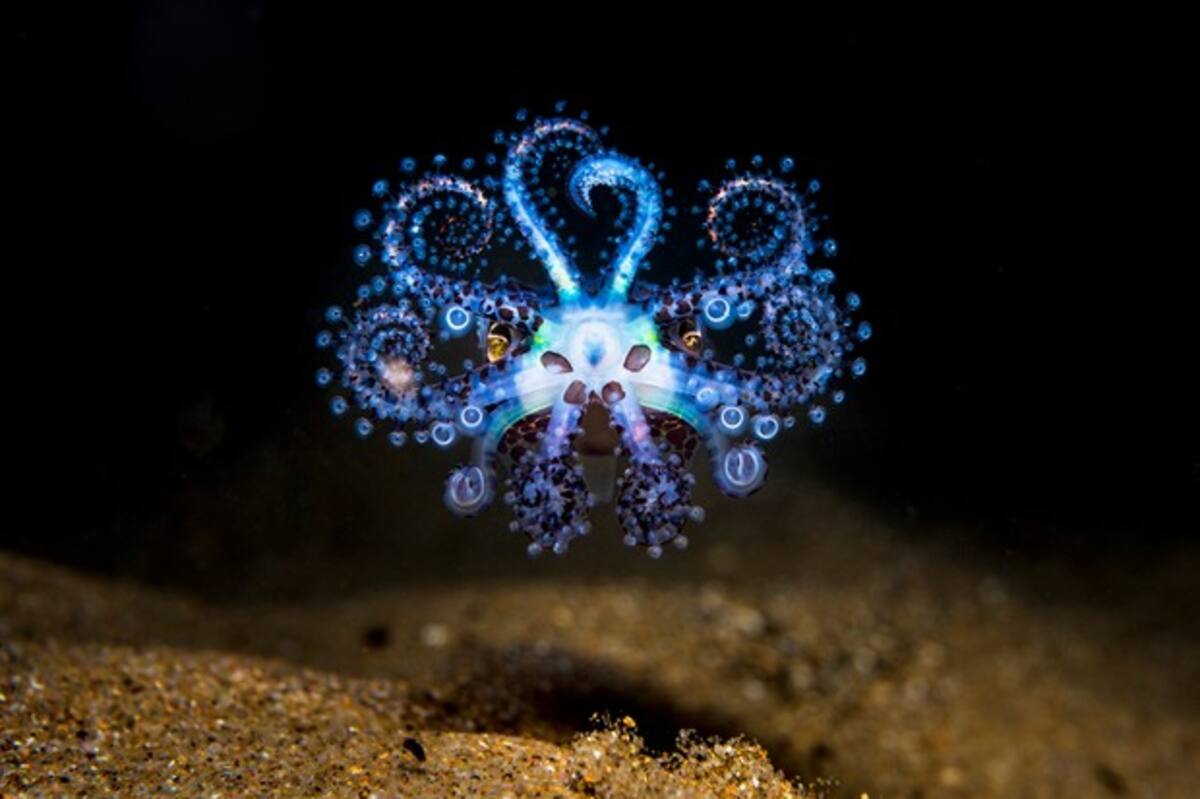 During a shallow night dive in Wollongong Harbour, NSW I came across this adult male Southern Bobtail Squid hunting across the sand. As I approached it seemed to take interest in its reflection in my camera lens port and began to dance with this curious and colourful display. It’s a behaviour I’ve only witness a couple of times in several years of diving here, but this time I managed to capture it before the animal vanished into the night.