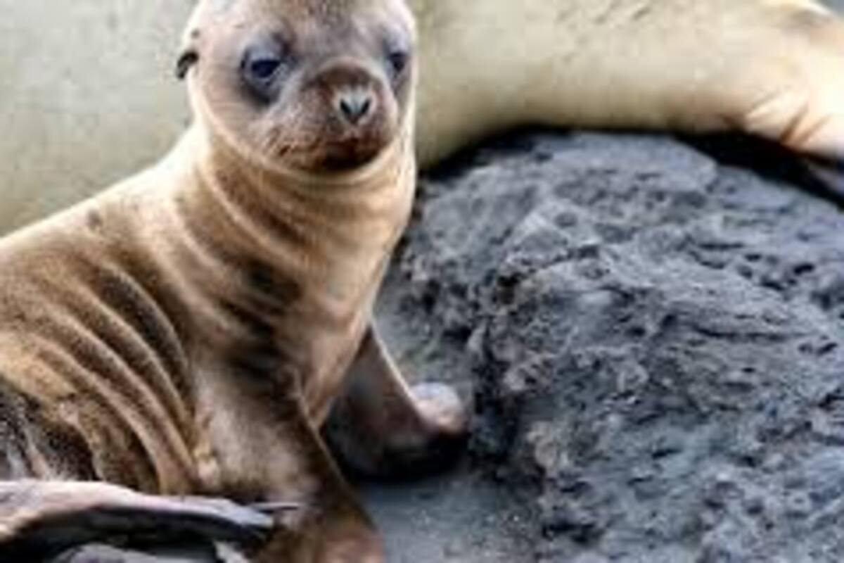 Cierran una calle para que un león marino pueda cuidar a su cría