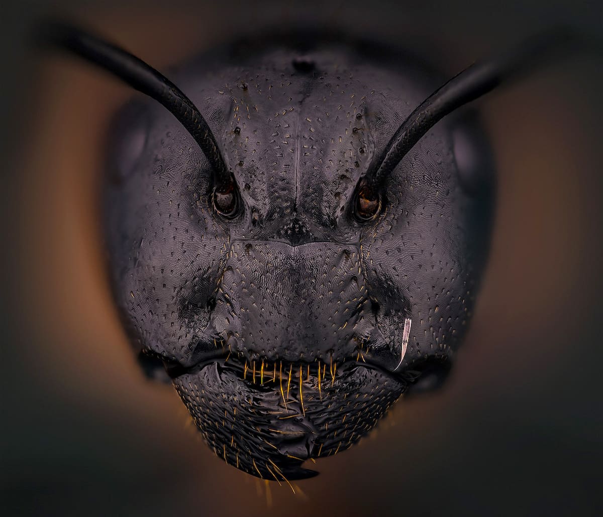 <a rel="noreferrer nofollow" href="http://www.dantis.net/x3/">www.dantis.net/x3/</a>
Camponotus, skruzdėlė
Lithuania, Tauragės raj. Šilinės gir.
2020.
Canon EOS R
Lomo 3.7X0.11