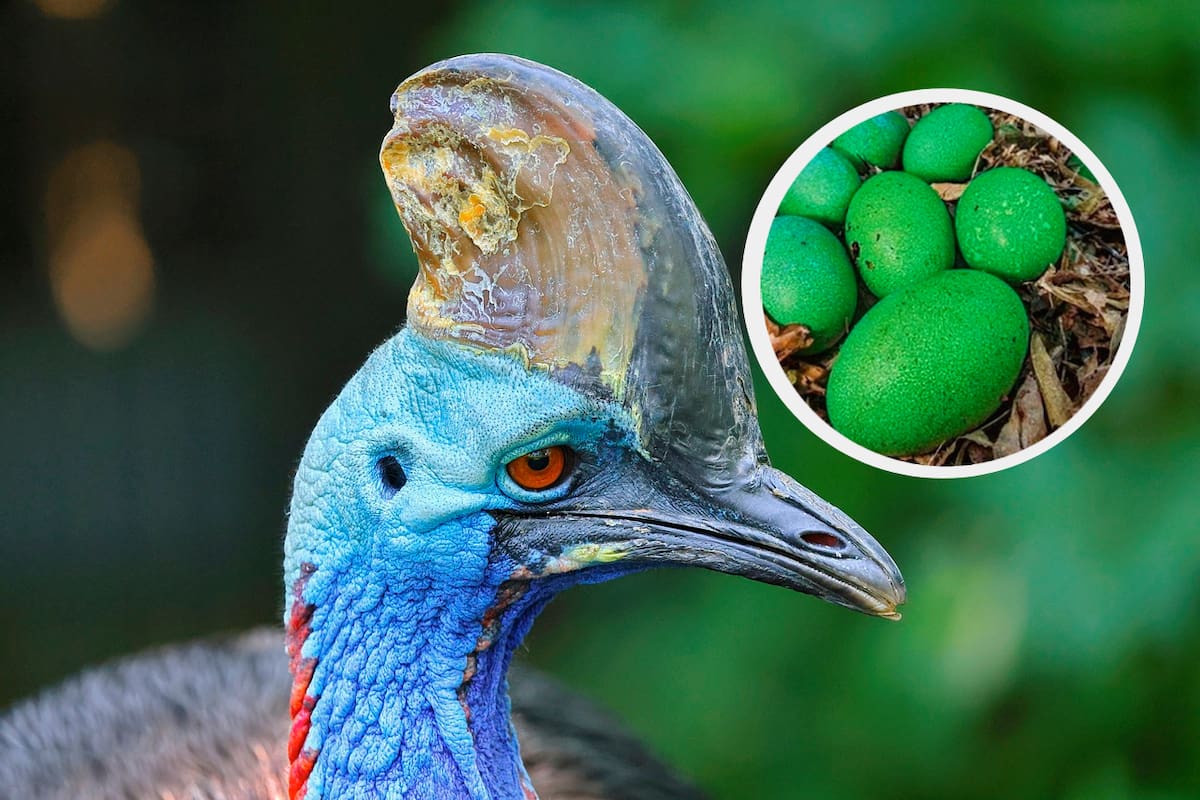 Nace un polluelo de casuario meridional: ¿Por qué es tan importante su nacimiento?