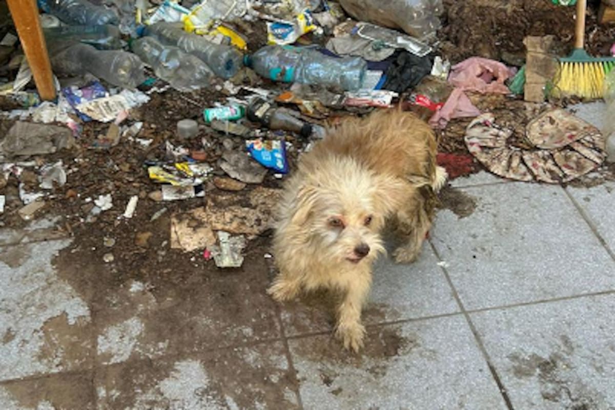 Perros rescatados en Villa Colonial tras cateo por maltrato animal