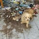 Perros rescatados en Villa Colonial tras cateo por maltrato animal