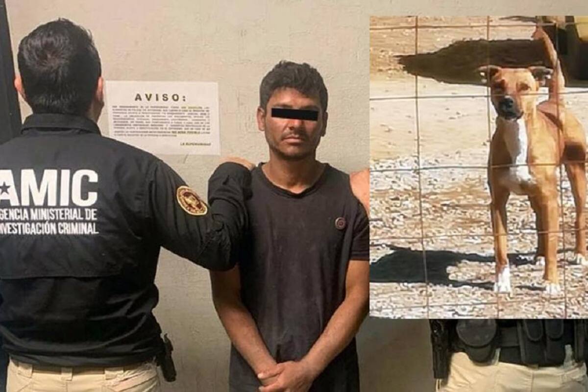 Aprehenden a Carlos "N" por maltrato contra "Homero", perrito de 3 años