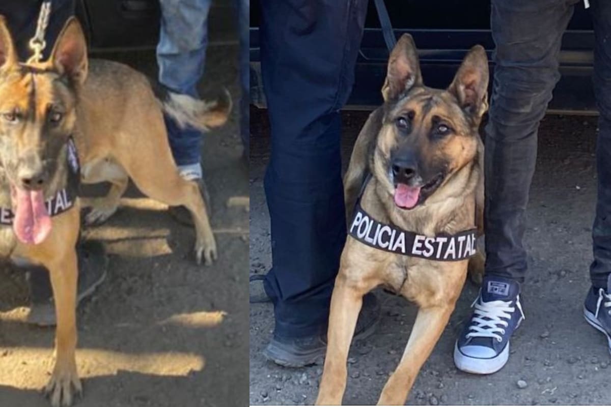 Unidad K9 asegura narcóticos y detiene a 2 individuos