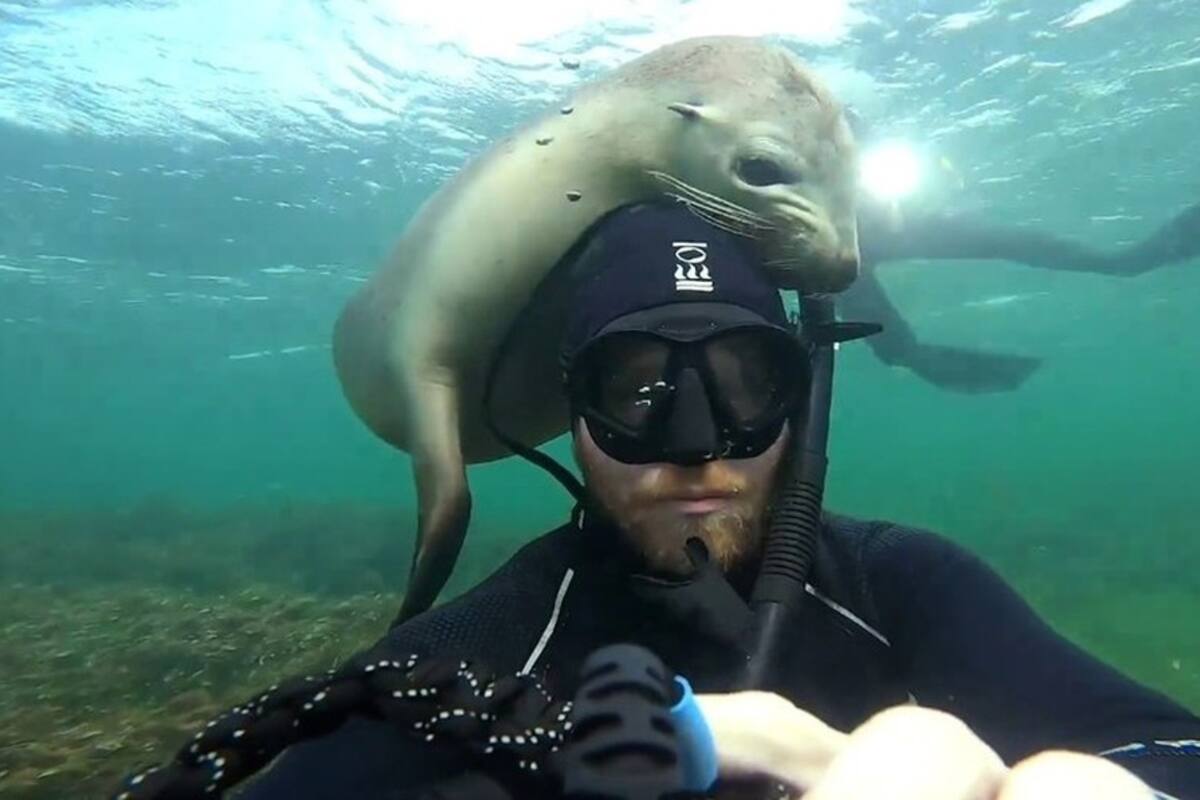 Captura el momento en que un lobo marino intenta 'comerse' su cabeza