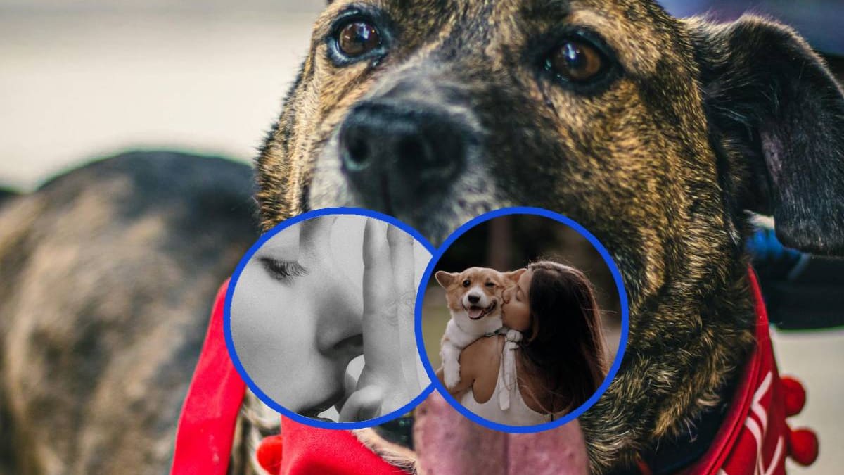 ¿Oler aliento a los lomitos y besarlos? En EEUU empresa de mascotas ofrece trabajos como parte de una investigación con un salario de mil dólares por hora