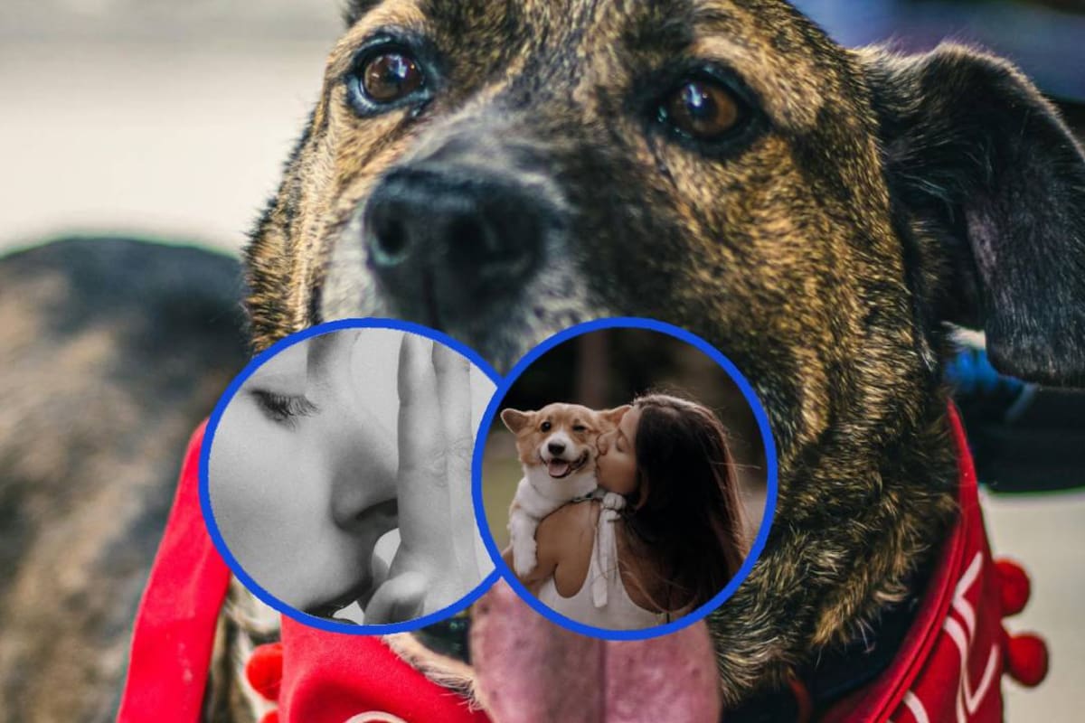 ¿Oler aliento a los lomitos y besarlos? En EEUU empresa de mascotas ofrece trabajos como parte de una investigación con un salario de mil dólares por hora