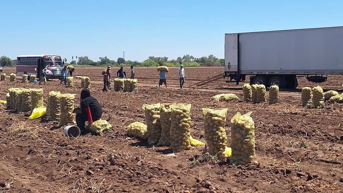 El 80% de la papa cosechada tiene como destino el mercado en fresco y el restante llega a la industria. / Imagen por Mayra Echeverría.