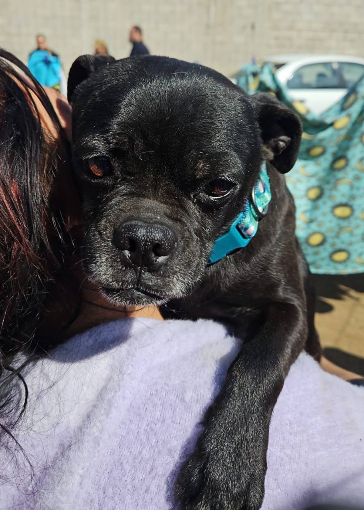 Los perros rescatados serán trasladados a otro albergue.