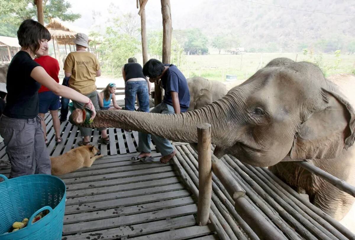 Una turista alimenta a un elefante en Tailandia. / EPA - EFE.