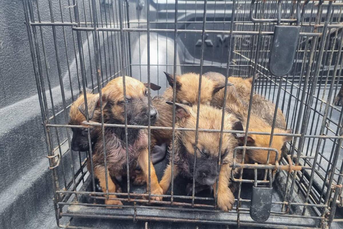 Fiscalía de Rosarito buscará judicializar caso de detenido por destazar perro