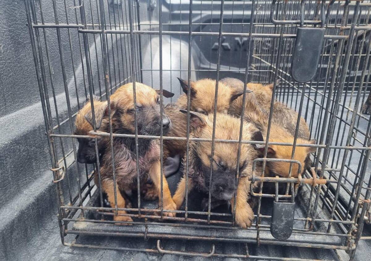 Como senador, Mario Delgado promovió leyes contra el maltrato animal. | Foto: Carmen Gutiérrez