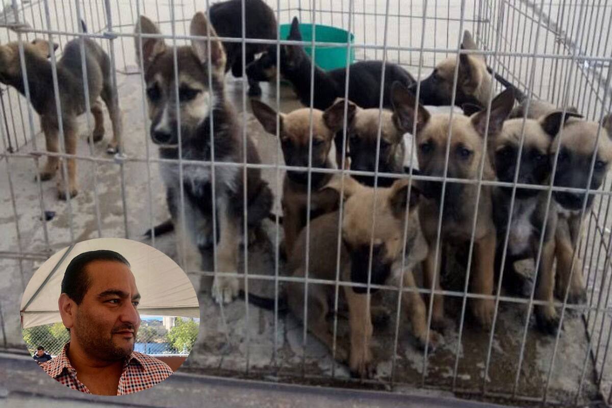 Jornadas de captura de perros callejeros en Rosarito están suspendidas