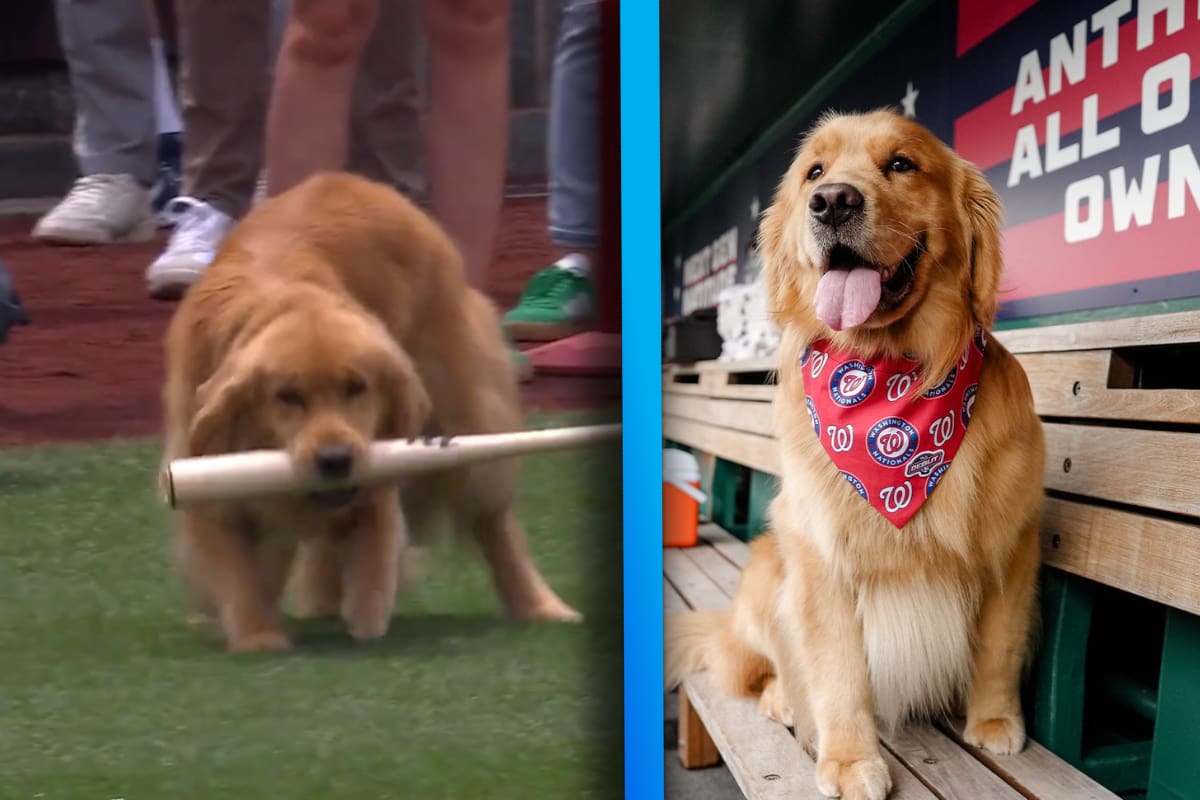 VIDEO: Golden retriever debuta como recoge bates en Grandes Ligas