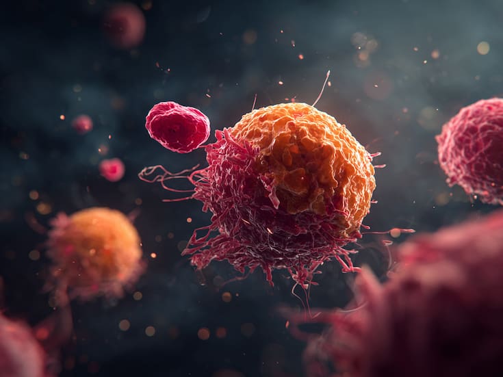 El Premio Nobel de Medicina 2025 premió la respuesta a cómo nuestro sistema inmunológico distingue entre lo propio y lo ajeno sin atacarnos