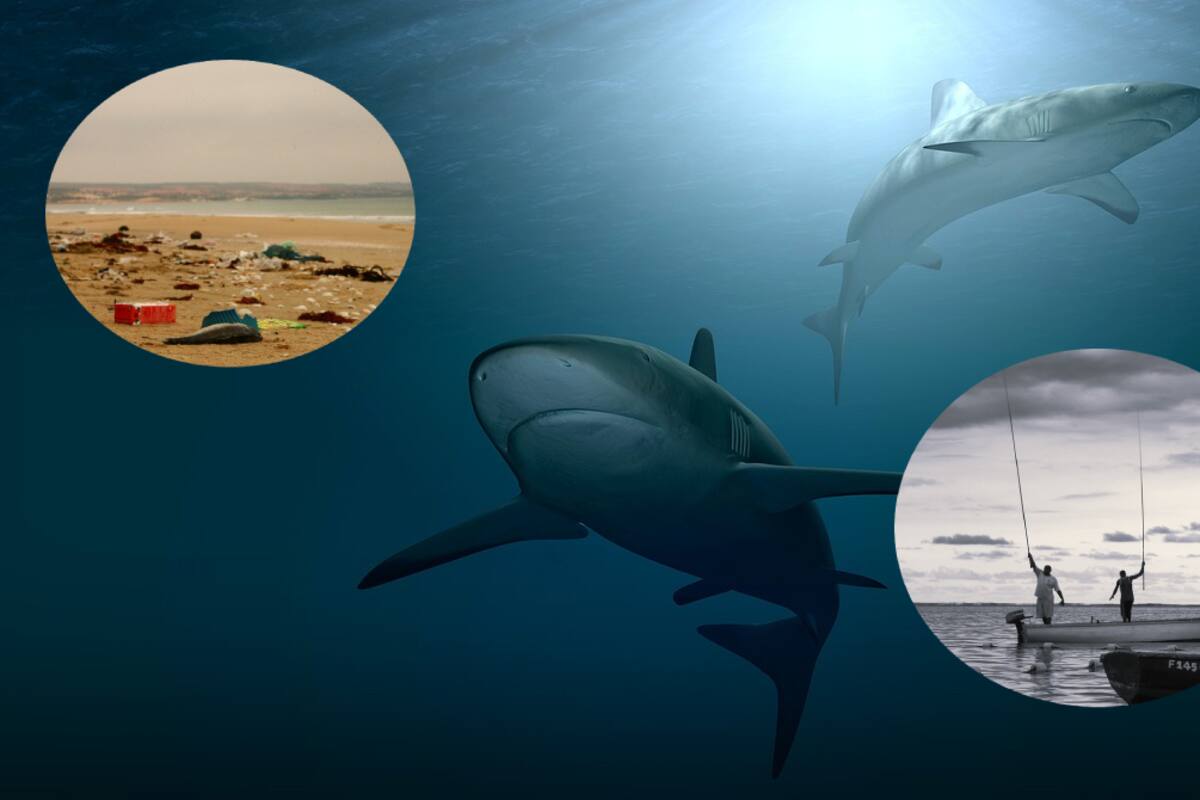 Día de la Conciencia por los Tiburones: ¿Por qué son tan importantes?