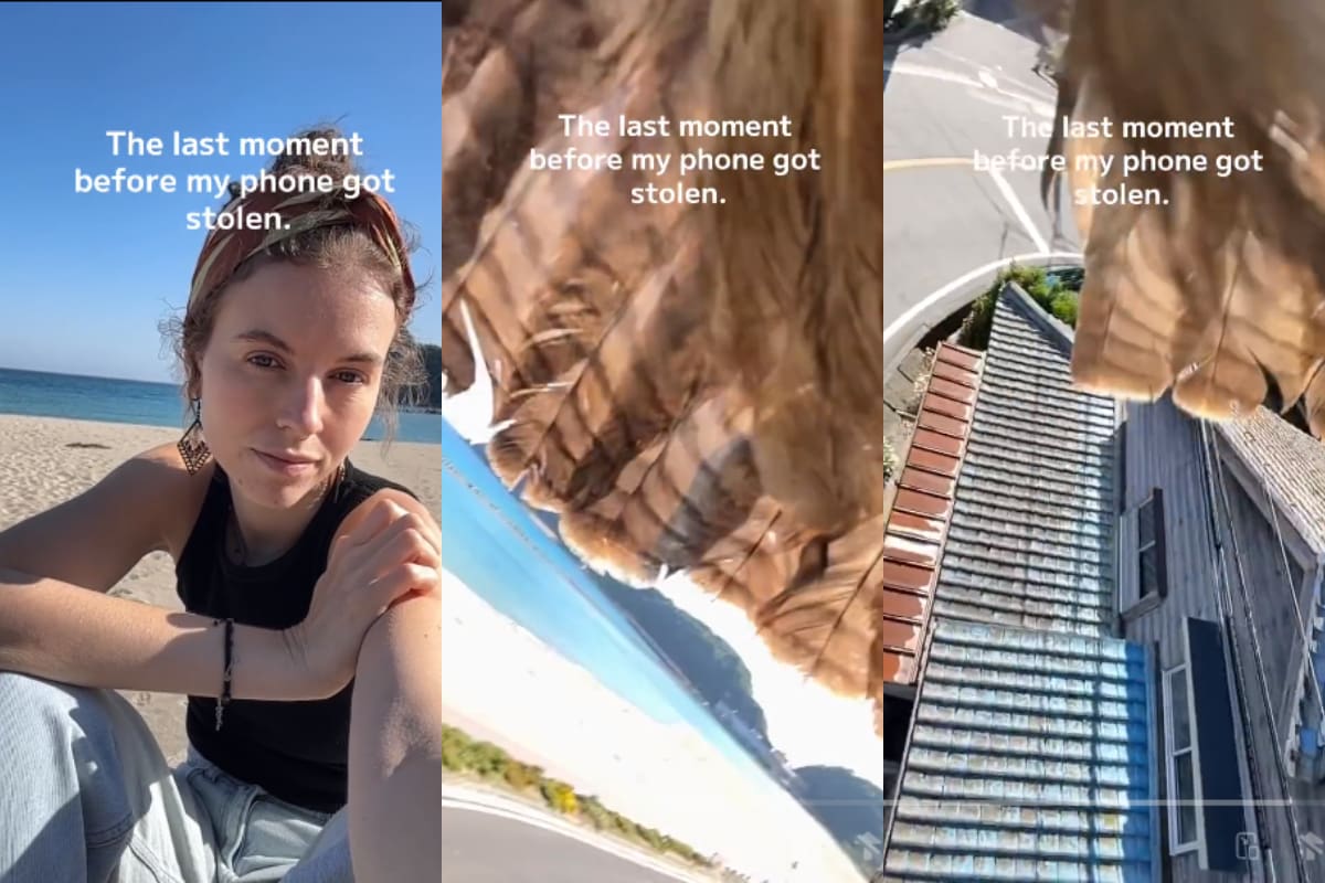 Ave “roba” el celular de una joven en una playa de Japón y todo queda grabado en video