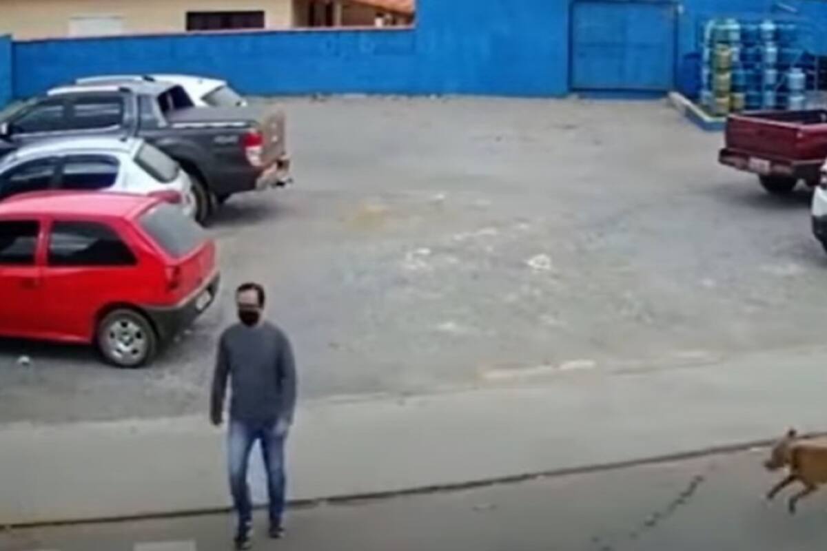 Video Viral: Perro "atropella" a un hombre mientras intenta cruzar la calle
