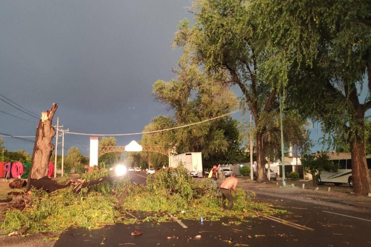 Impactan estragos por fuertes lluvias en Ciudad Obregón: árboles, cableado y más
