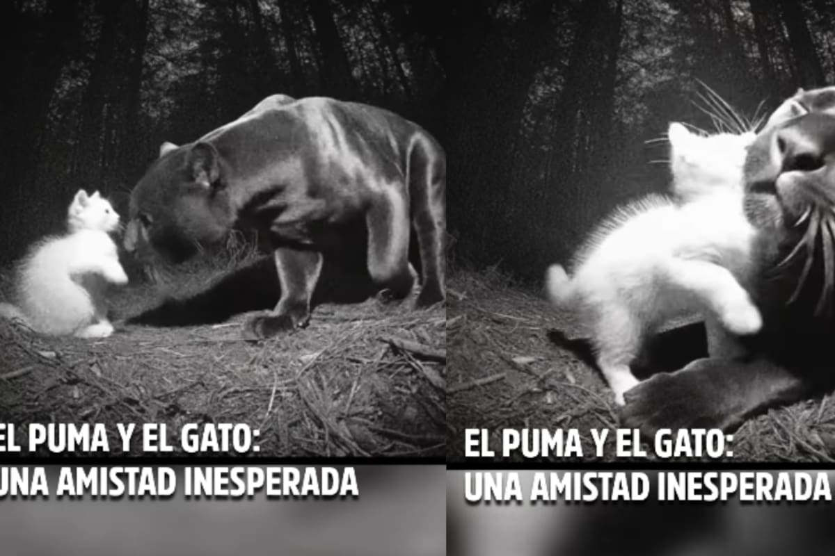 “Amistad de película”: Captan una escena conmovedora en la naturaleza: la amistad entre un gatito y un puma