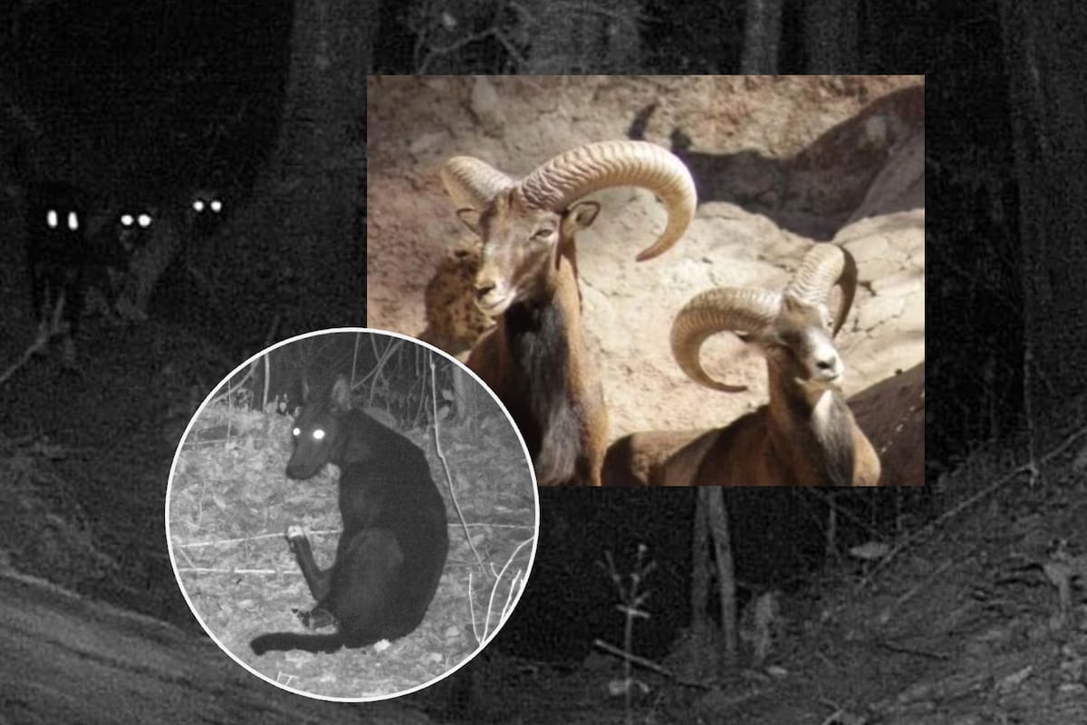 ¡Tragedia en Zoológico de León! Juaría de perros salvajes ferales mató a una familia de borregos muflones; sospechan que fue una “acción premeditada”