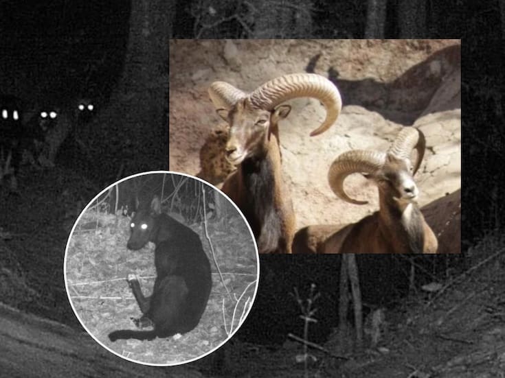 ¡Tragedia en Zoológico de León! Jauría de perros salvajes ferales mató a una familia de borregos muflones; sospechan que fue una “acción premeditada”