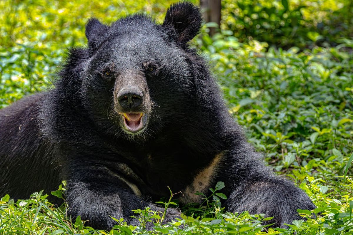 Corredor de Nueva Zelanda sobrevive a enfrentamiento con oso en los bosques de Myoko, Japón