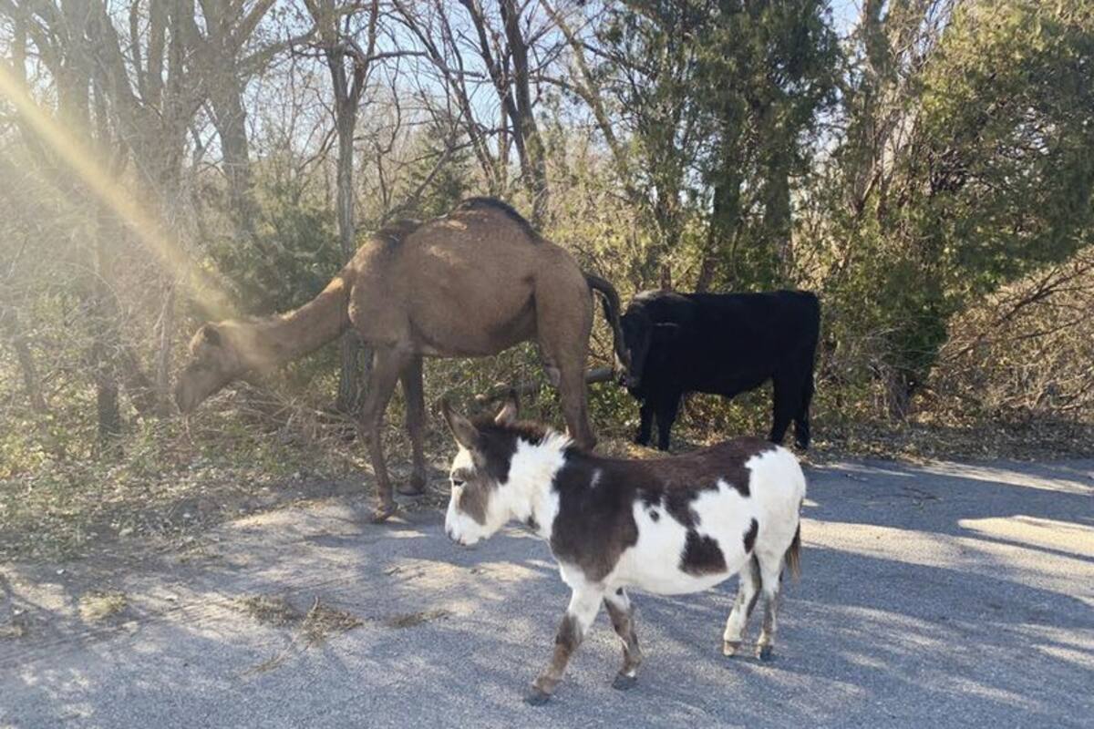 Camello, vaca y burro vistos juntos recorriendo un camino en Kansas