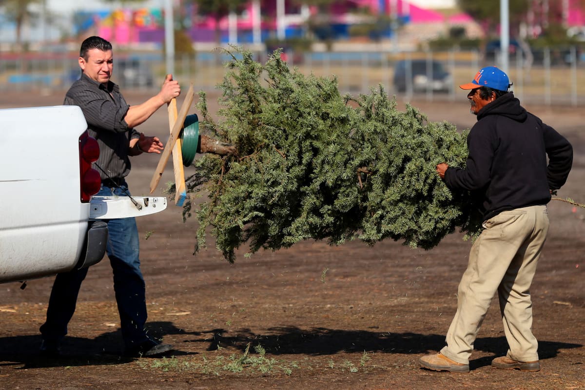 Colectan mil 500 pinos navideños