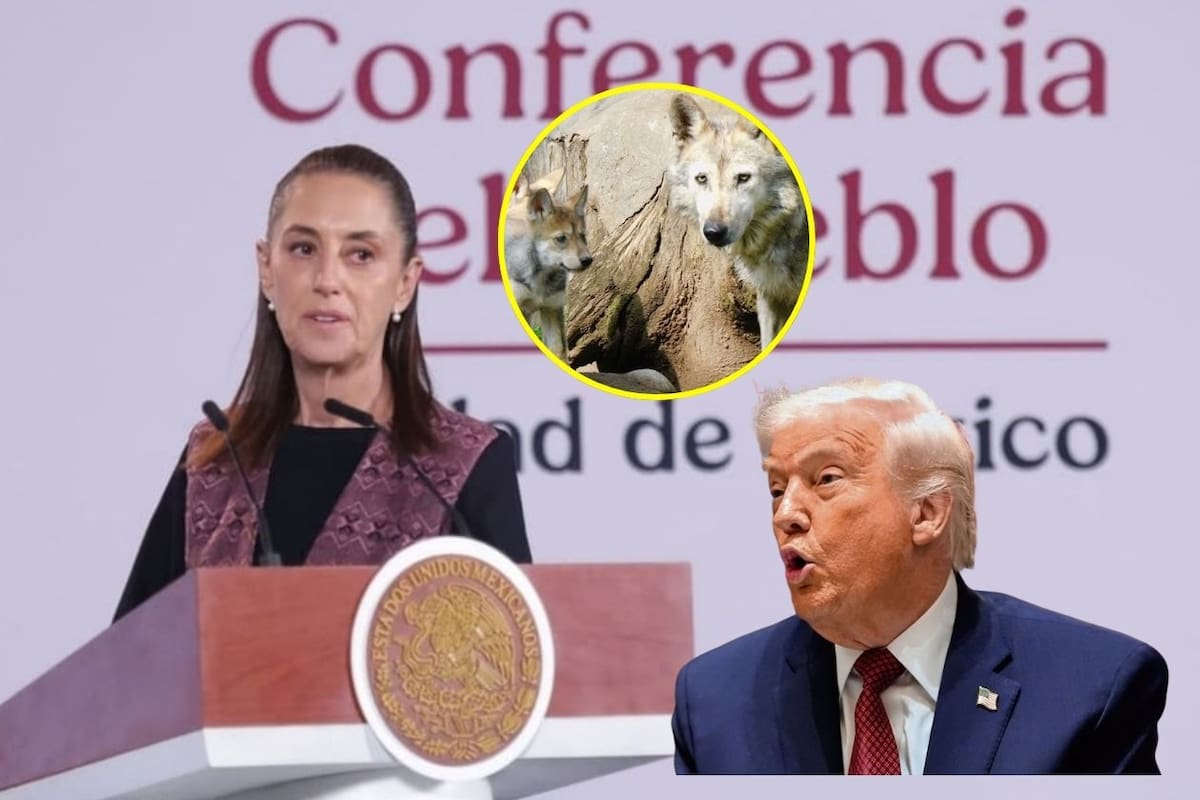 Sheinbaum enfrenta decisión de Trump que podría cambiar la protección del lobo mexicano