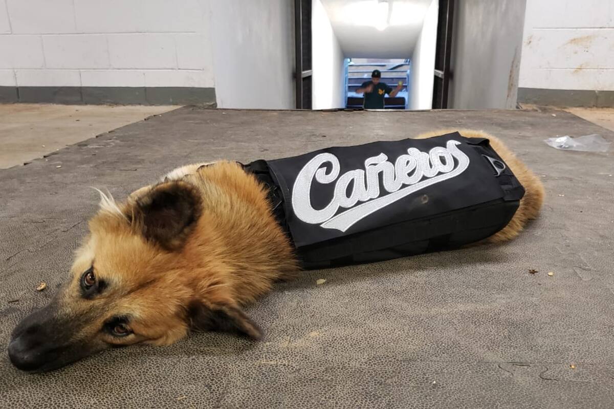 ¿Cómo llegó Canelo Cañas, la mascota no oficial de Los Cañeros al estadio Emilio Ibarra Almada?