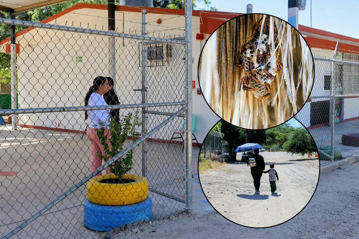 Se suspenden las clases de varias escuelas por la presencia de avispas y abejas en el ejido El Tronconal