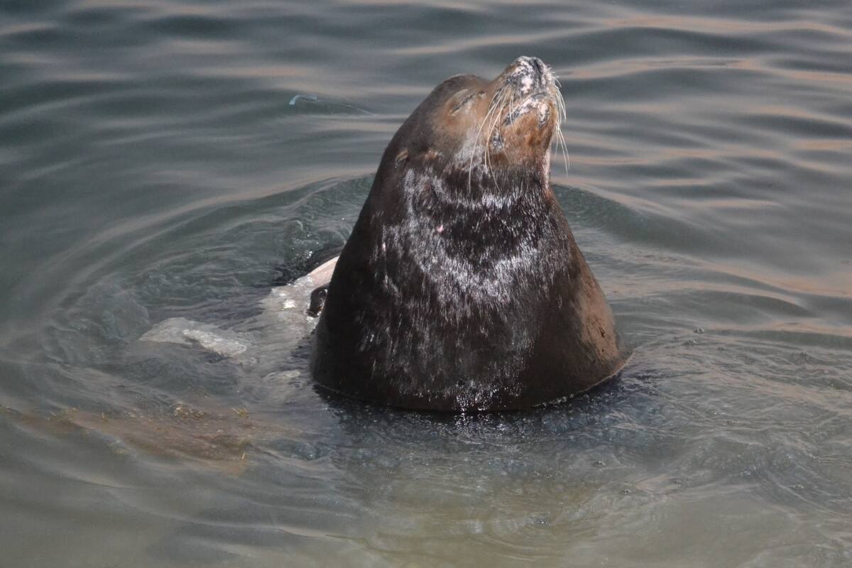 Rescatan y atienden a un lobo marino atacado por tiburón en Peñasco