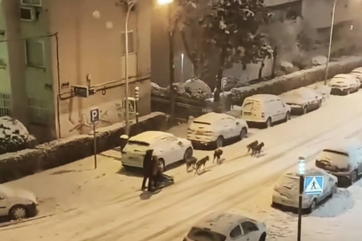 Un hombre se pasea por Madrid en un trineo tirado por perros