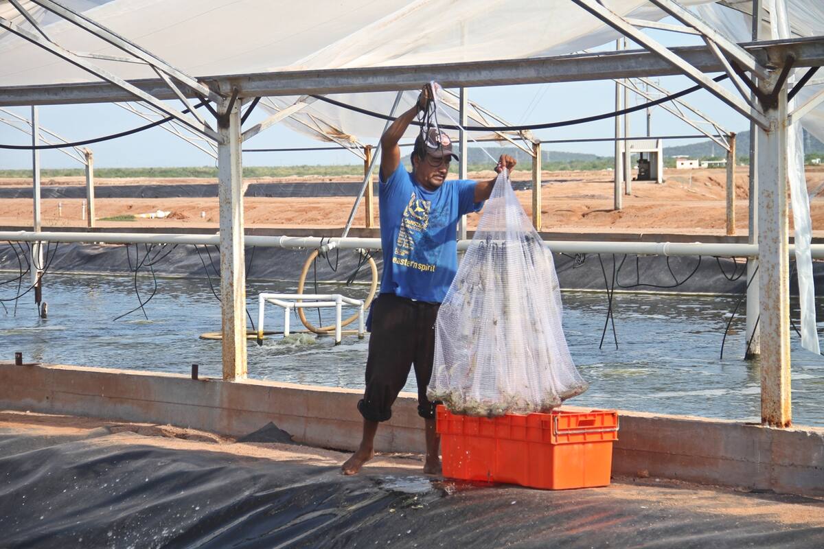 El camarón que se produce en Sonora es un producto muy codiciado a nivel mundial: COSAES