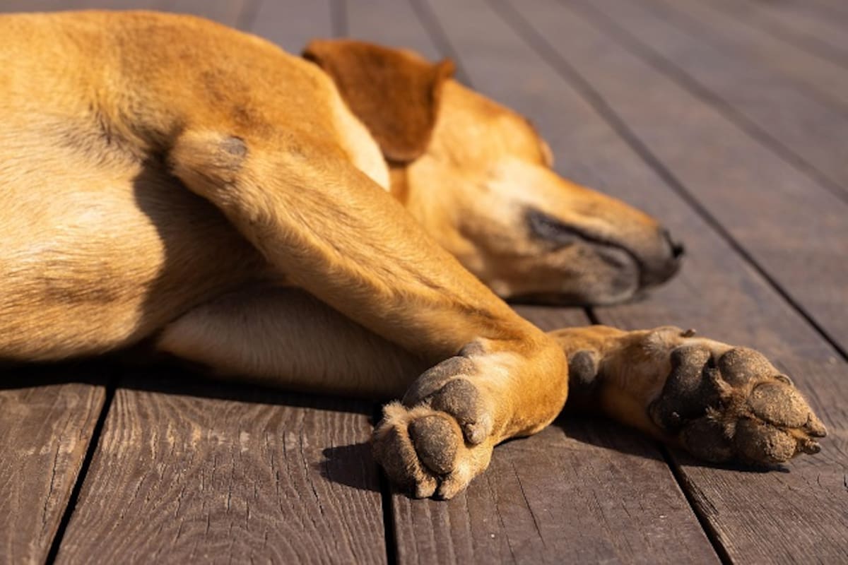 Adulto mayor resulta lesionado por ataque de perro