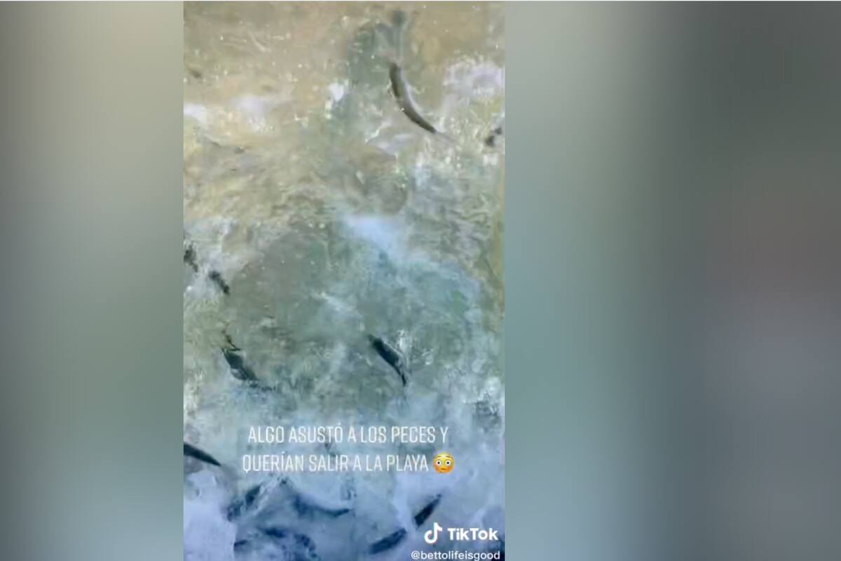 TikTok: Captan extraño comportamiento de peces huyendo del mar en BCS