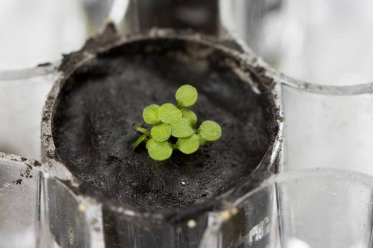 Científicos logran cultivar plantas en muestras de suelo lunar