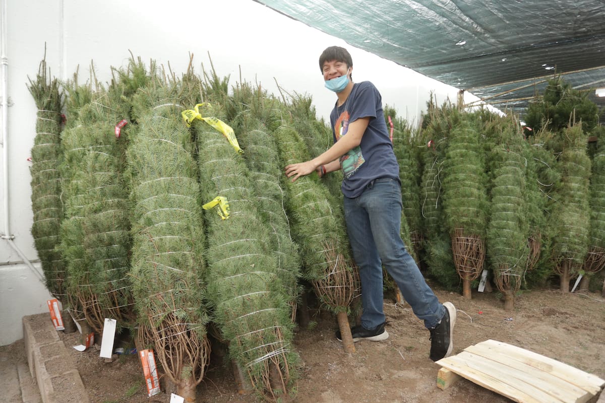 ¡Llegaron los árboles de Navidad a Hermosillo!