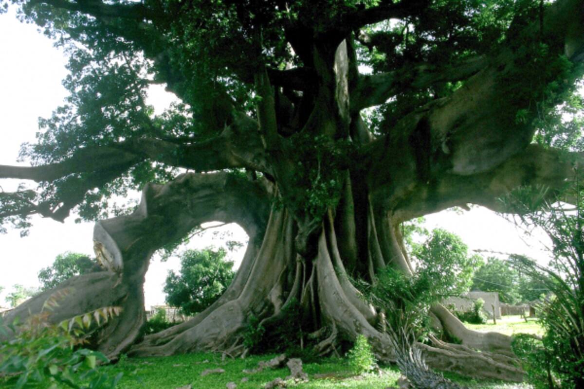 Árbol Fromager: Un antídoto contra bacterias. Foto de archivo