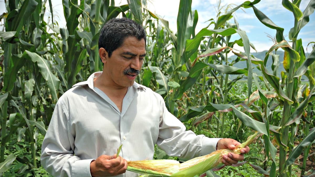 Productores de maíz en seis estados ya recibieron más de 25 mil apoyos: Sader llama a no dejar trámites para el final, el programa de incentivos para la producción de maíz blanco y amarillo estará vigente hasta el 31 de marzo