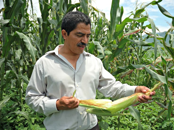 Productores de maíz en seis estados ya recibieron más de 25 mil apoyos: Sader llama a no dejar trámites para el final, el programa de incentivos para la producción de maíz blanco y amarillo estará vigente hasta el 31 de marzo