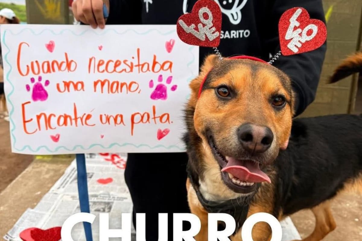 Invita Voluntariado Rosarito a convertir el amor en adopciones