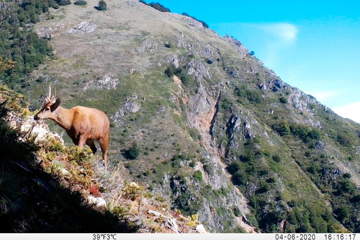 Captan a ciervo andino en extinción al norte de la Patagonia