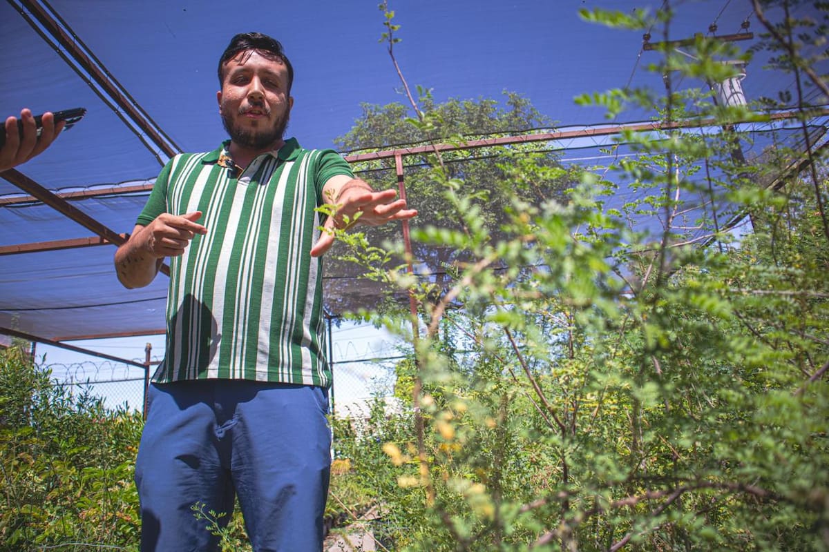 Llega el otoño y estas son las opciones para reforestar en Mexicali