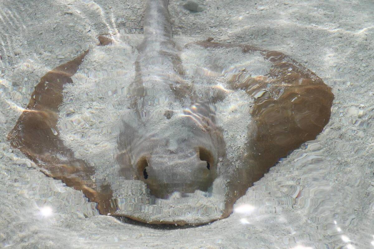 ¡"Aguas" con la arena! Picaduras de mantarrayas en playa son más frecuentes de lo que crees