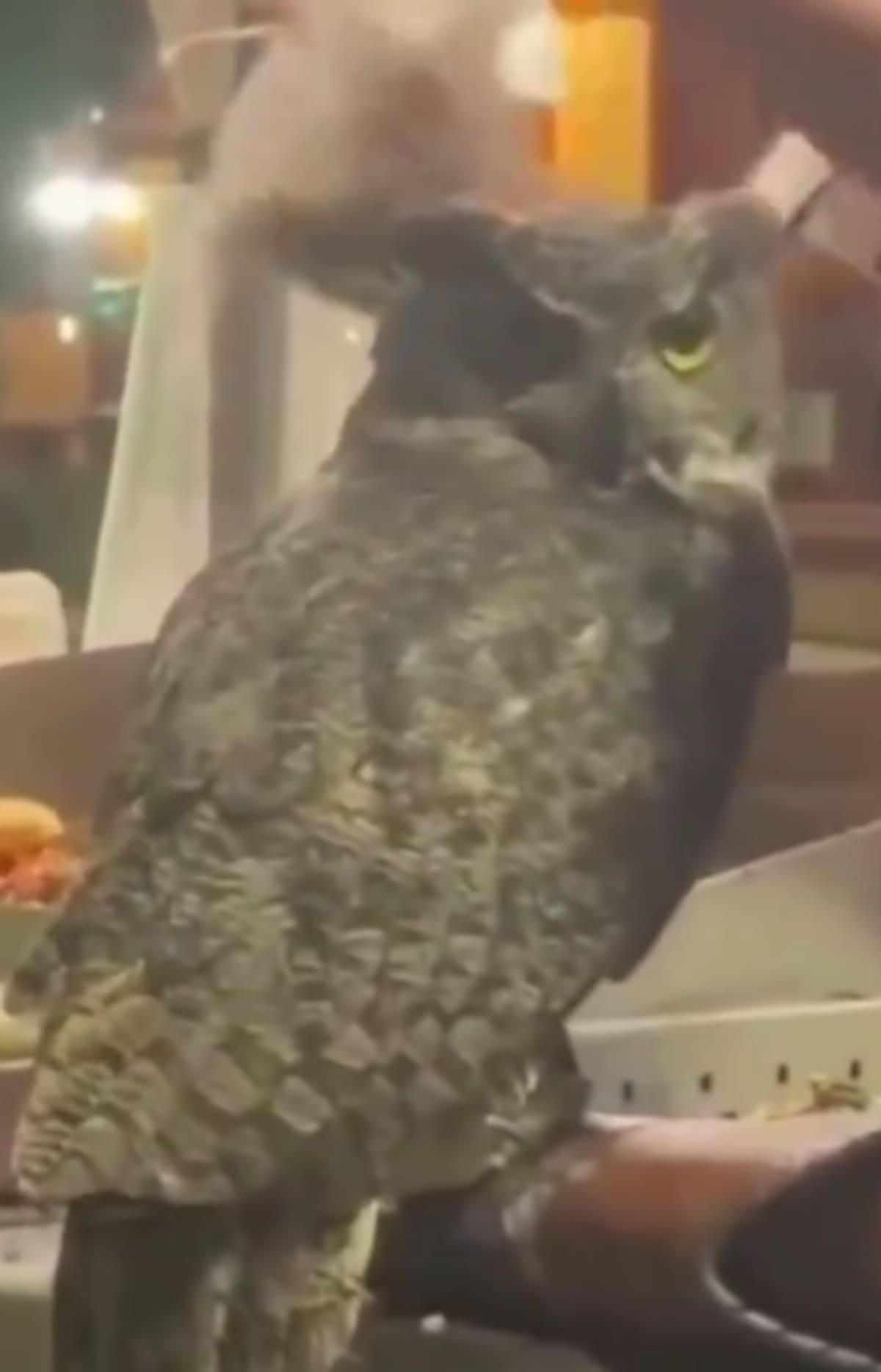 Un búho cornudo en un puesto de tacos: el video que volvió a sorprender a las redes|Foto: X